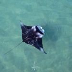 DJI_0100-4-1.jpg